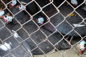 Helmeted guinea fowls “Numida meleagris” are in cage at the market of Le Marché de Mô Faitai