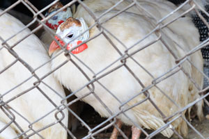 White helmeted guinea fowls are in cage at the market of Le Marché de Mô Faitai
