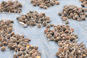 Néré seeds of African locust bean “Parkia biglobosa” are for sale at the market of Le Marché de Mô Faitai