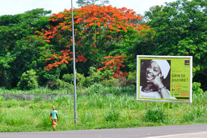 The African tulip tree “Spathodea campanulata” is on the road from Yamoussoukro to Korhogo