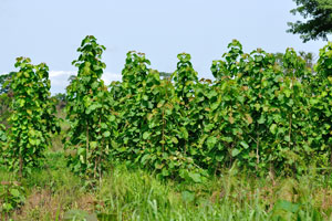 These tall shrubs are somewhere on the road from Yamoussoukro to Korhogo