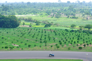 Trees have been planted in orderly rows near the Basilica of Our Lady of Peace