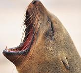This is the head of a brown fur seal