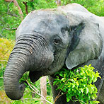 An elephant in Mole National Park