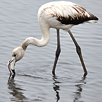 This flamingo was photographed at Lagoon Promenade Road