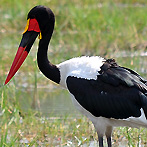 A saddle-billed stork