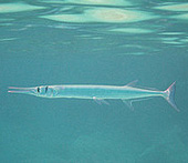 Houndfish 'Tylosurus crocodilus'