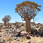 The Quiver Tree Forest