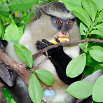 Tafi Atome Monkey Sanctuary