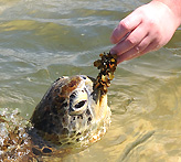 A man feeds a sea turtle in Hikkaduwa
