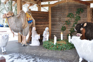 An outdoor nativity scene with two angels and different animals is on Cathedral square