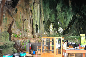 The Malaysian Nature Society organises regular educational and adventure trips to the Dark cave