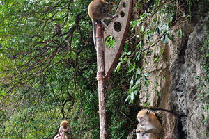 Beware the monkeys! They're adept at stealing stuff right off you