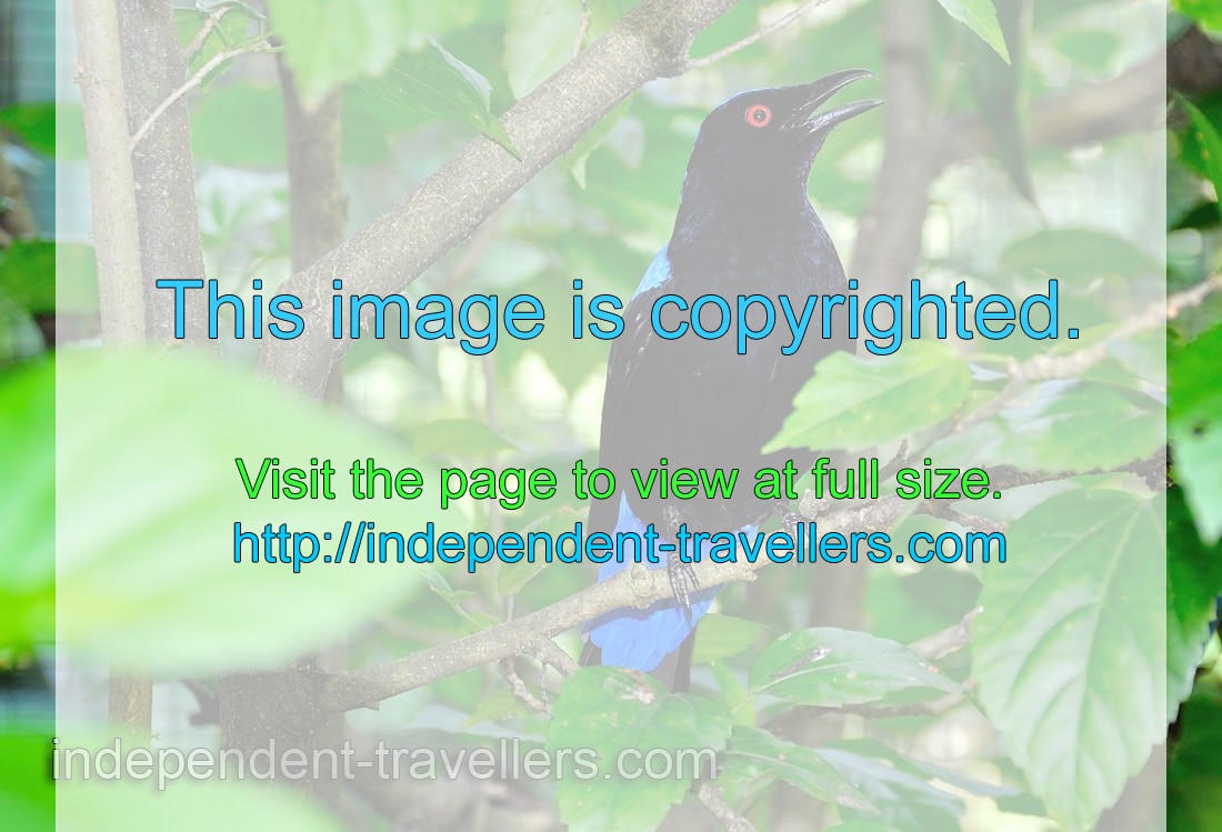 Male asian fairy-bluebird “Irena puella” is an iridescent black bird with red eyes and blue tail