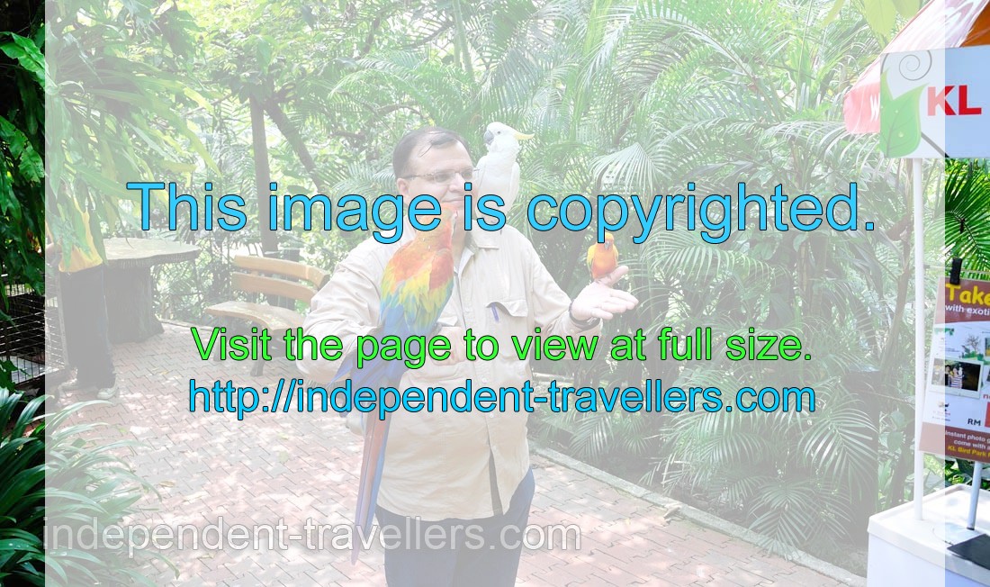 Man wants to be photographed with the parrots on his hands and shoulder