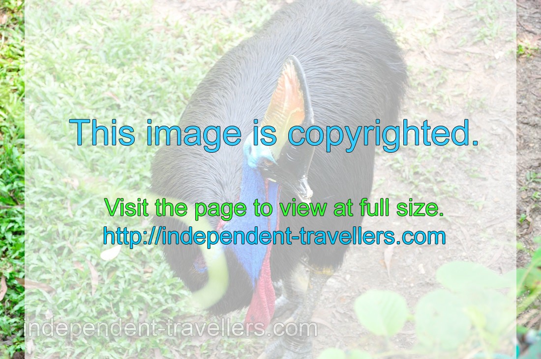 Southern Cassowary lives in the tropical rainforests of New Guinea and North-east Australia