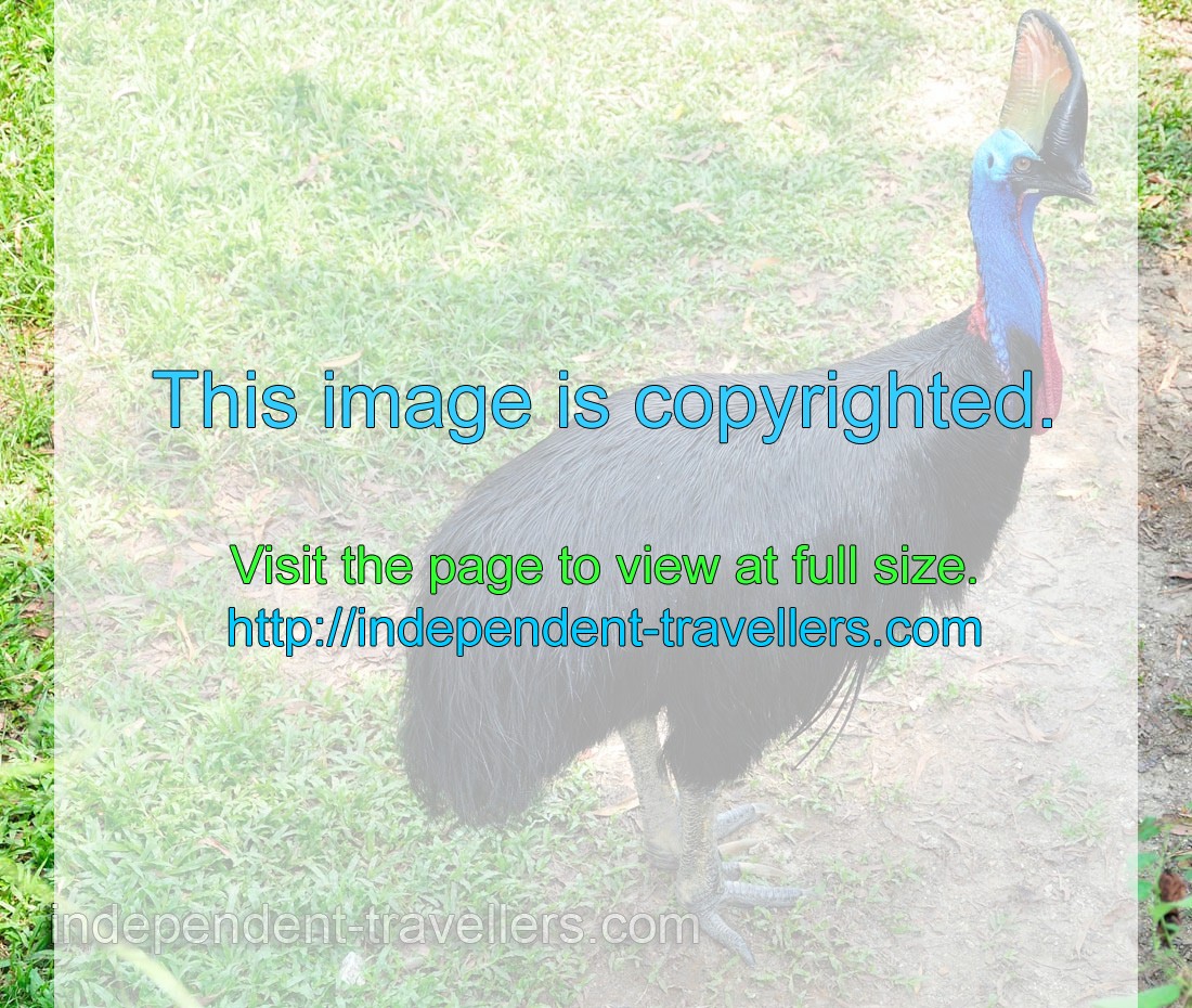 Southern Cassowary weighs 60 kg and can live up to 50 years of age