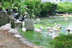Flamingo pond