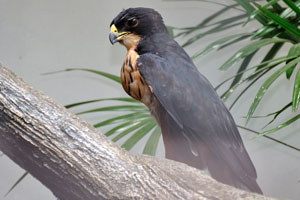 You can find many species of kites and hawks in “Brahminy Land”