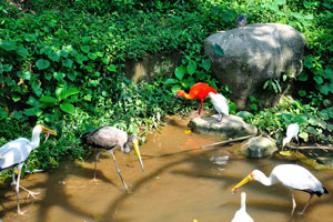 Scarlet ibis looks like a “square peg in a round hole” between the Milky storks