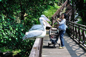 Great white pelicans are sitting very close to the tourists