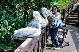 You might even try to touch these great white pelicans, yet it was a little bit scary for me to do so