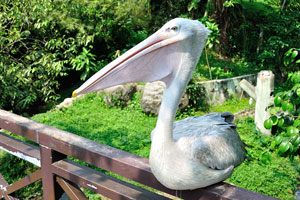 Great white pelican “Pelecanus onocrotalus”