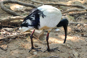 Australian white ibis “Threskiornis moluccus”