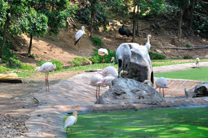 Flamingos and the other birds in the park
