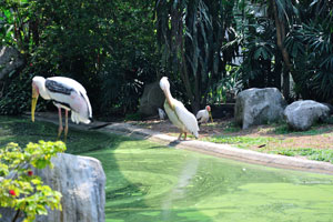 Milky stork and Great white pelican