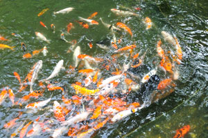 There are several fish ponds in the bird park