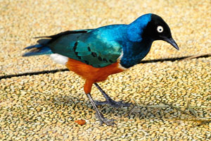 Superb starling is a small bird with black head, blue iridescent nape and red-orange belly