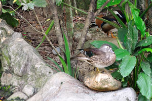 Carolina duck hides behind the tree branch