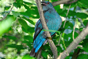 Female asian fairy-bluebird “Irena puella”