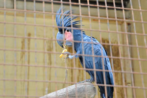 Palm cockatoo “Probosciger aterrimus”