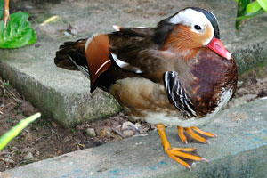 Mandarin duck “Aix galericulata”