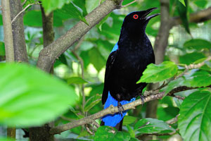Male asian fairy-bluebird “Irena puella” is an iridescent black bird with red eyes and blue tail