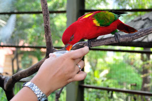 Red lory is feeding from the hand