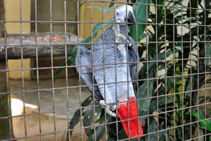 African grey parrot “Psittacus erithacus”