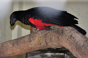 Pesquet's parrot “Psittrichas fulgidus” also known as the vulturine parrot