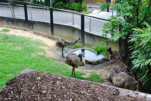 Emu is one of the flightless bird species which you can also find in the park