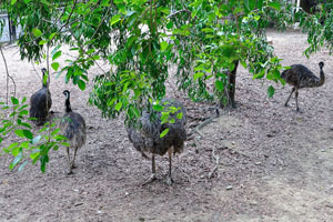 During breeding season, female emus lay large eggs which the male will incubate until they hatch