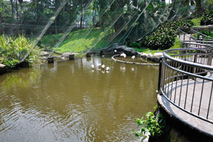 “Waterfall Aviary” located in Zone 4 of the park