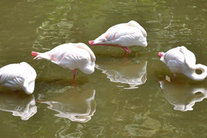 Graceful flamingos are reflecting in the water of the lake