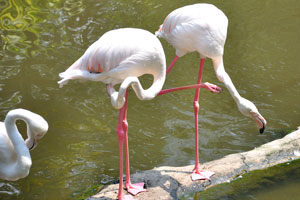 Pink colouration of the flamingos is caused by their diet which contains the carotenoids
