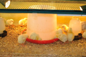 Chicks and ducklings in the education centre