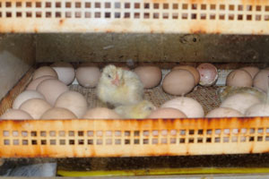 Newly hatched chick is still located in the incubator