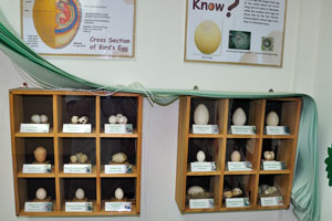 Diversity of the bird's eggs
