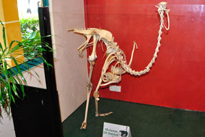 Skeleton of ostrich
