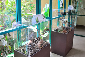 Learn more on the many aspects of bird life when you step into our “Bird Gallery”